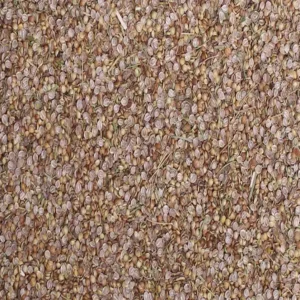 Dried Cilanto Spices