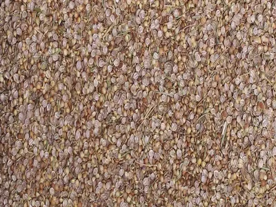 Dried Cilanto Spices