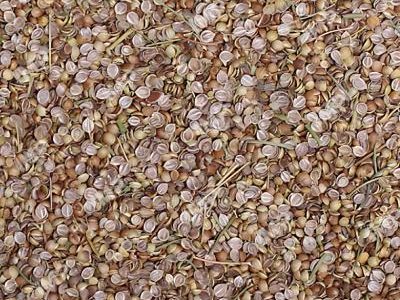 unblurimageai_05-Cilantro pieces (3)